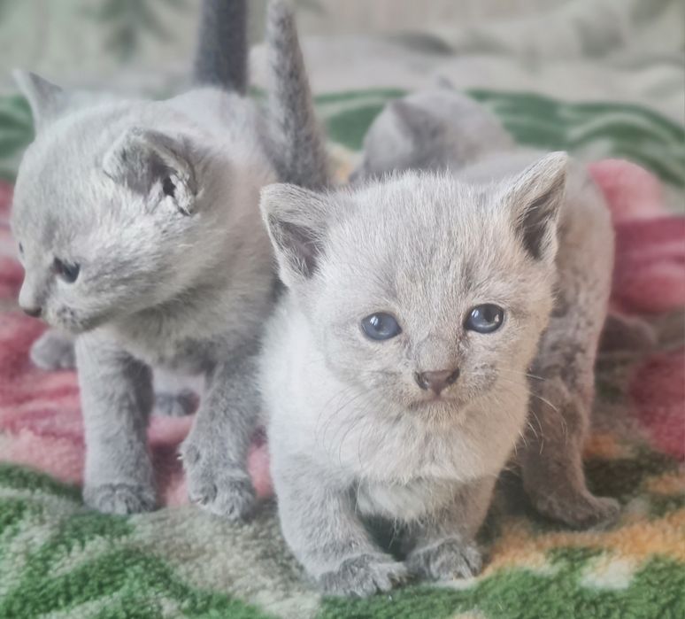 Kocurek rosyjski niebieski