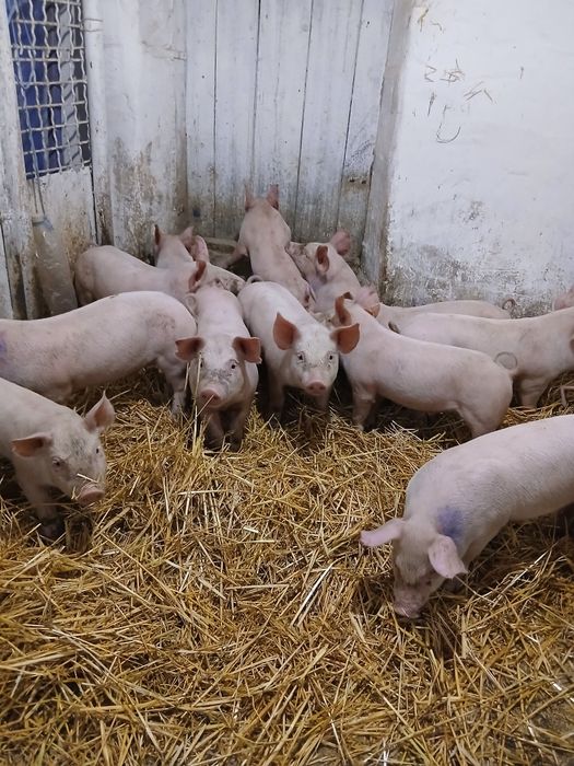 Продам поросят вік 1 місяць