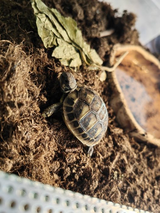 Piękne maluszki - Żółw hieroglifowy i chiński - wodno lądowy