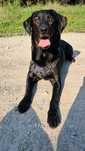 Blacky - mieszaniec labradora