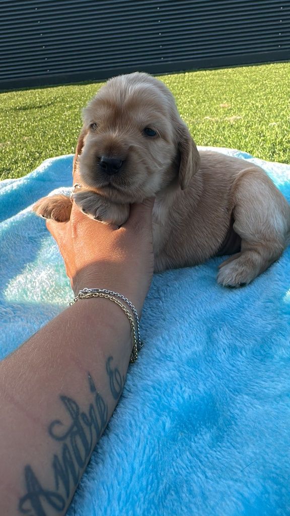 Cocker  menino fantastico