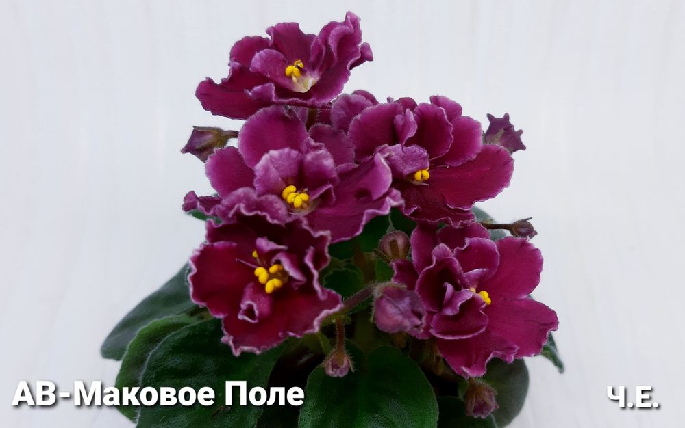 Вкорінені листочки фіалок напівміні/міні + с/з листи в подарунок