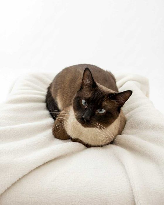 Setúbal / Margem Sul / Lisboa — BALTAZAR, gatinho para adoção