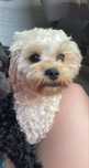 Cavapoo piesek 15-miesieczny