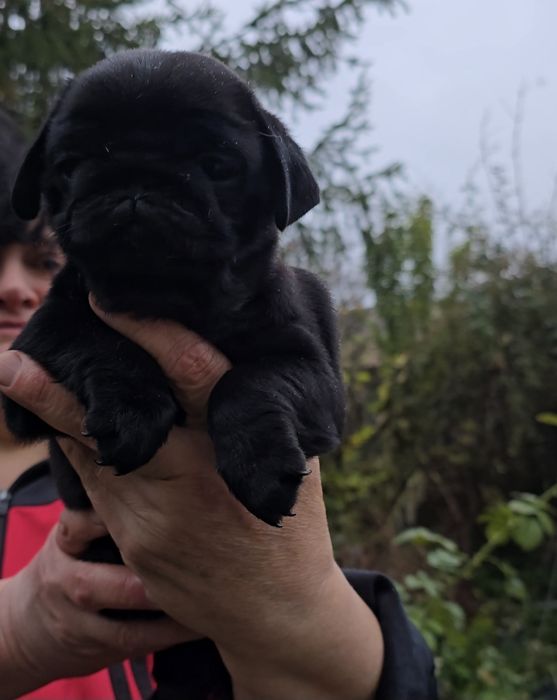 Чорні цуцики мопса