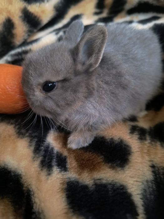 Предлагается к бронированию Мини кролик