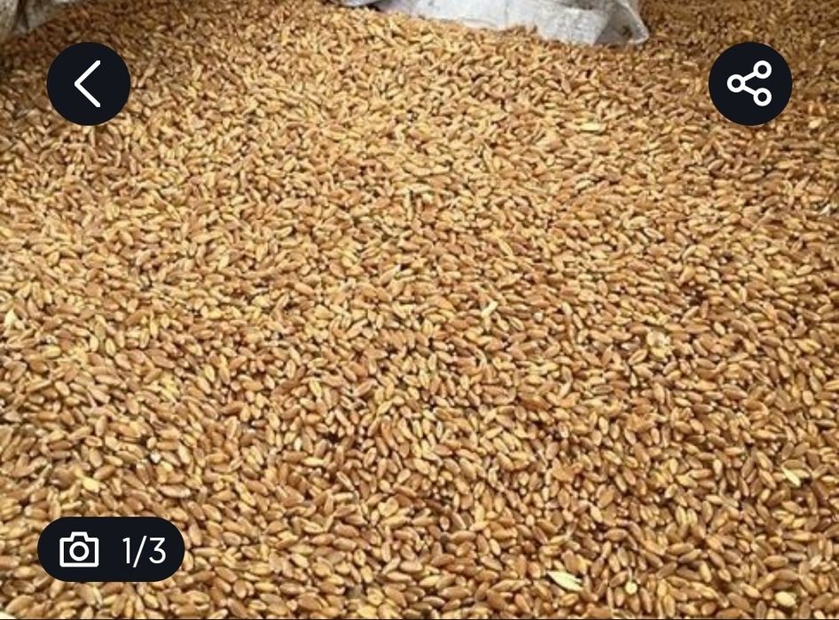 Продам  міняю пшеницю на кукурудзу