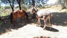 Burro com 5 anos