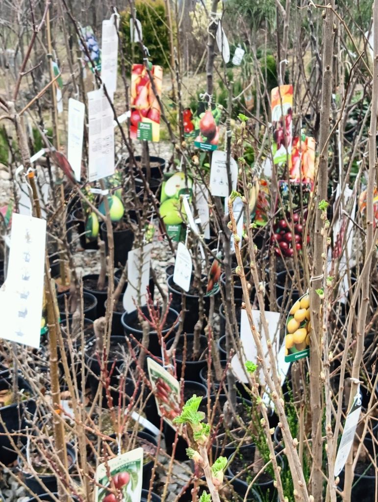 Drzewka kolumnowe owocowe :borowka, grusza, nektarynka ,jabłoń ,wiśnia