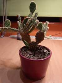 Opuncja roślina doniczkowa, kaktus