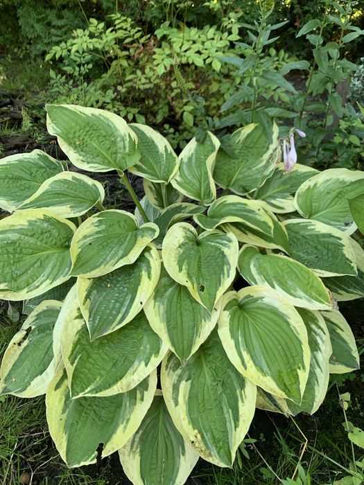 Хости зі свого саду