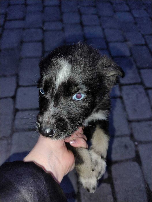 Синьоокі красуні