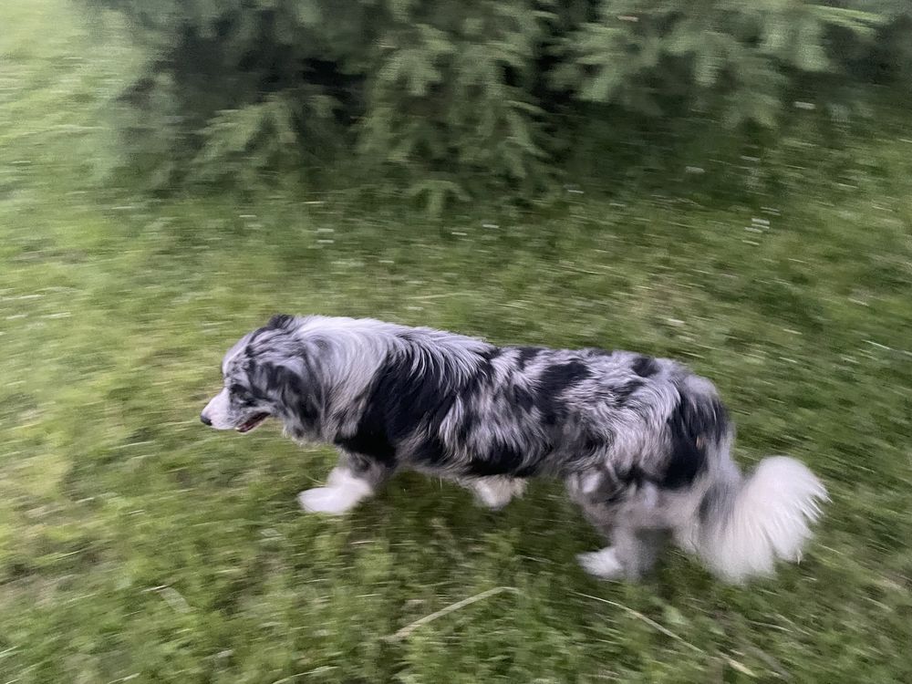 Border collie pies