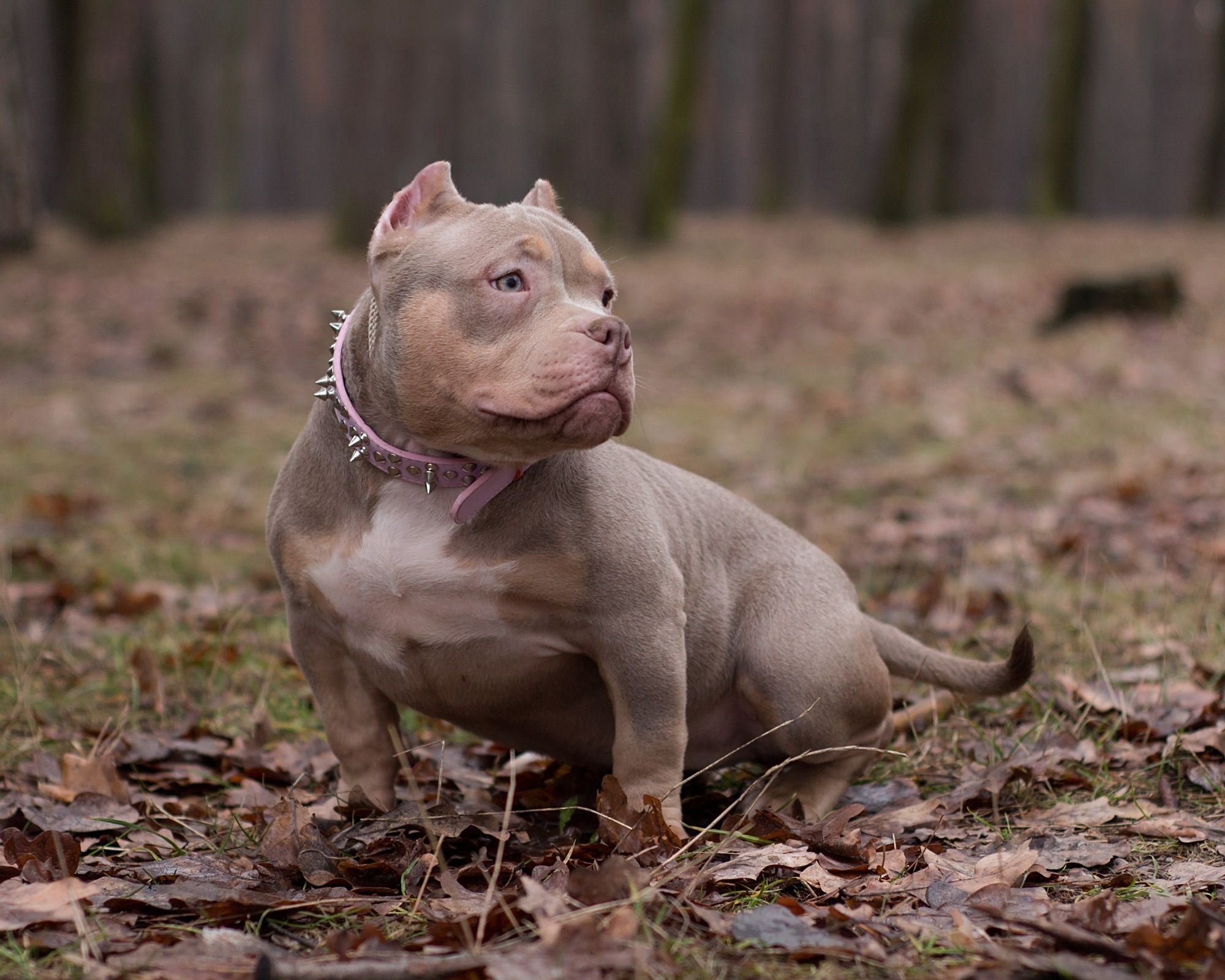 American Bully female