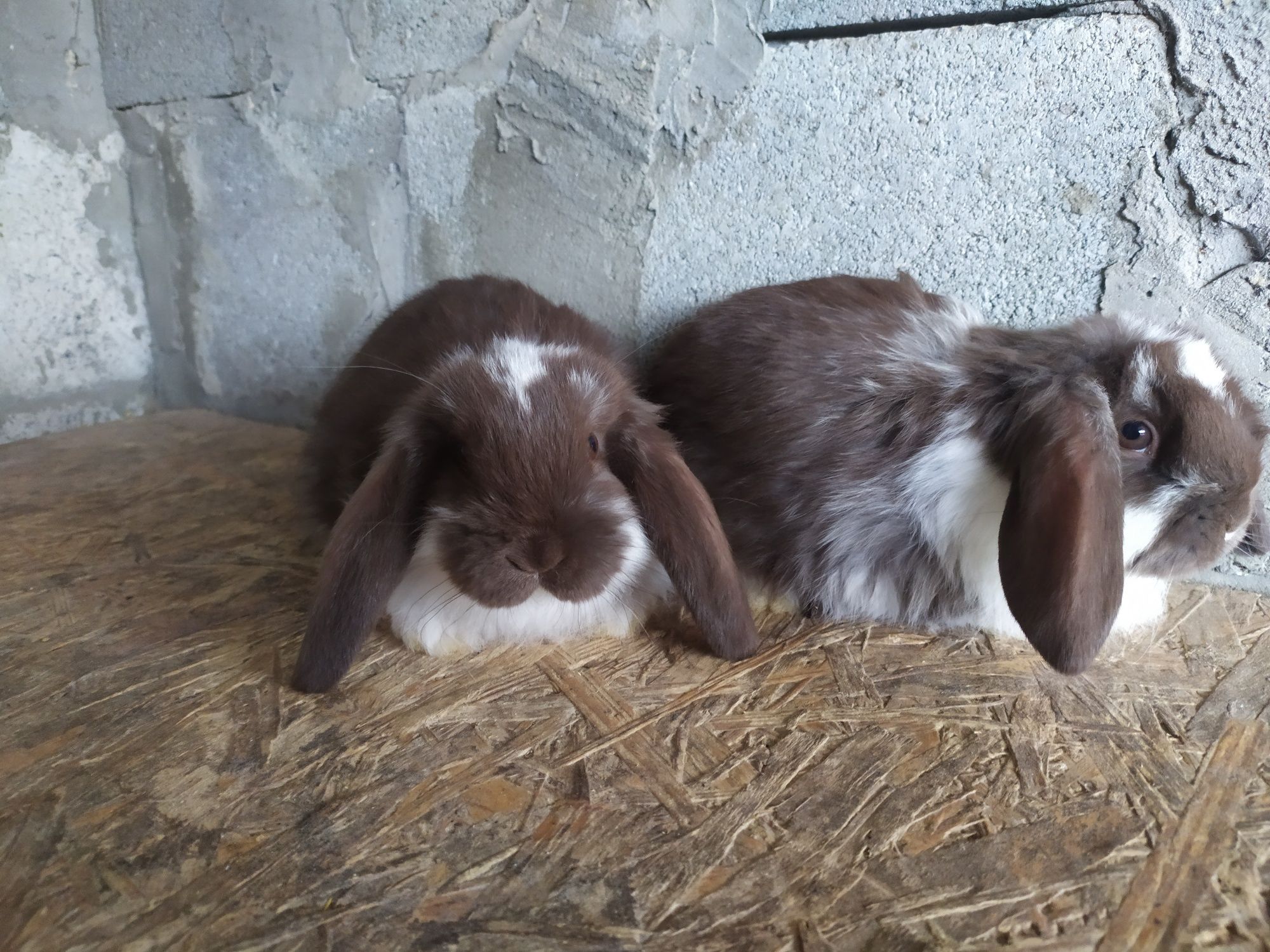 Продам пару кроликів породи французький баран