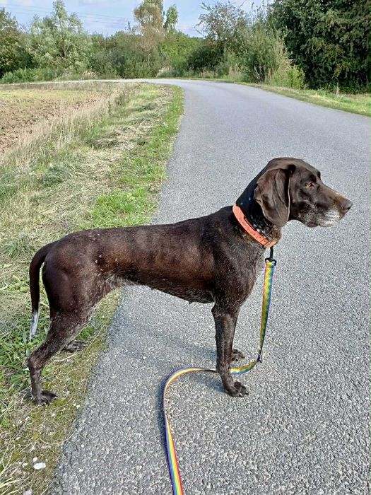 Kika - wyżlica do adopcji