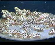 Hypancistrus L236SW - RARO