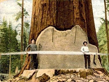 Profesjonalna wycinka i pielęgnacja drzew.