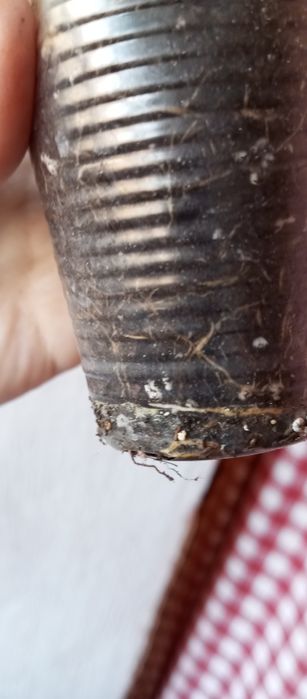 Фикусы - Амстел Кинг, Регидан