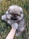 FCI Szpic Miniaturowy ZKwP Pomeranian