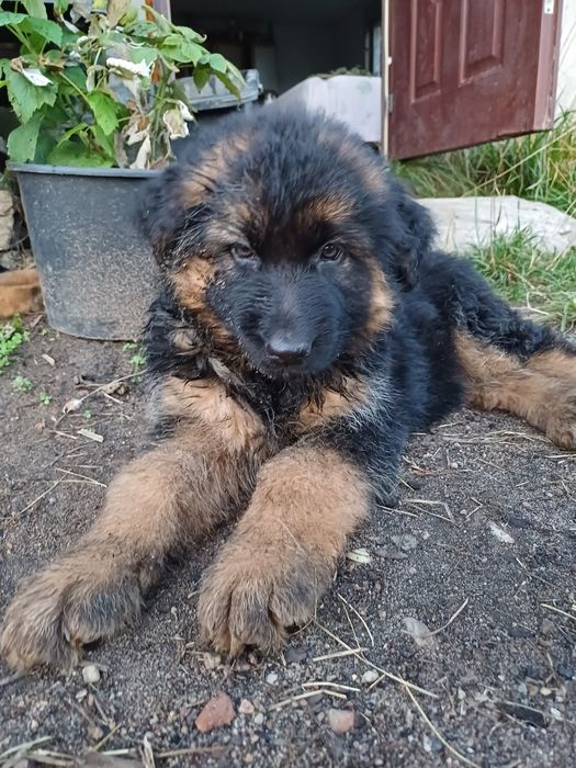 Owczarek niemiecki Pies