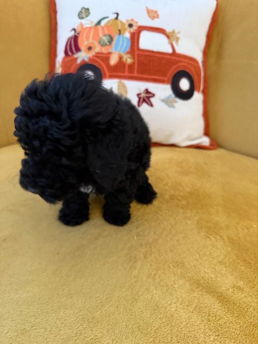 Pudel Toy - czarny-merlle- laleczki