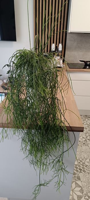Patyczak (Rhipsalis)