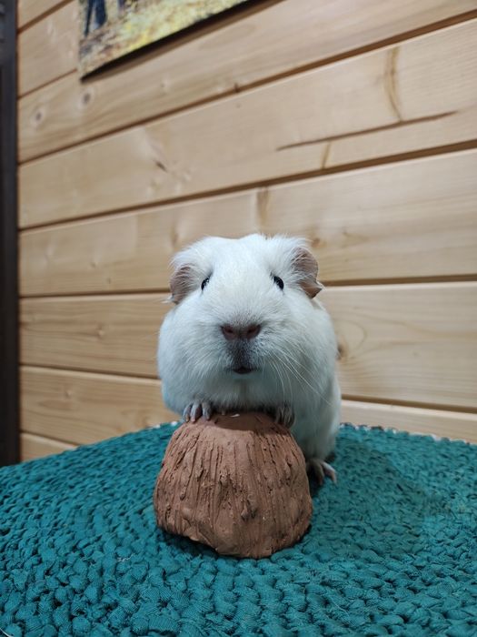 Хлопець,бвла панда.Морська свинка.