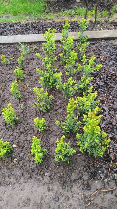 Самшит вічнозелений.