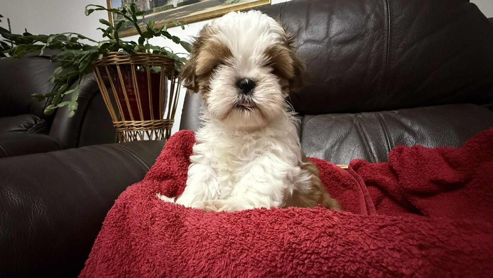 Piesek szczeniaczek shih tzu z rodowodem