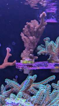 Montipora digitata koralowiec SPS