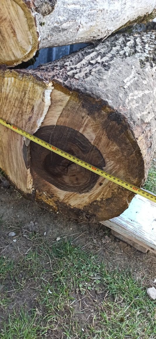 Orzech włoski drzewo