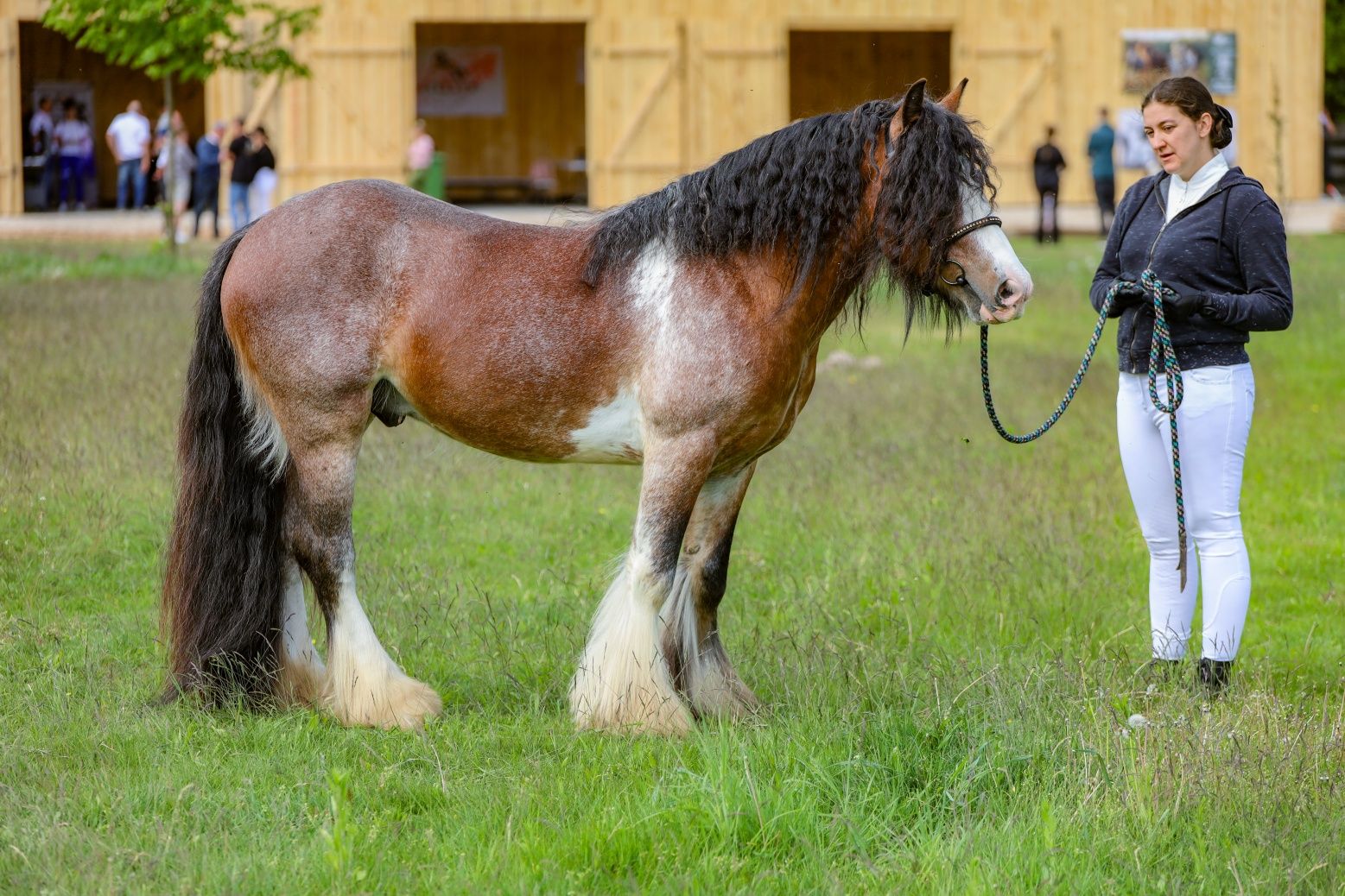 Ogier tinker, irish cob, Gypsy cob 140cm, licencja NSVT i ICS NL