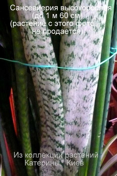 продаются аубрутиана среднерослая и высокорослая сансевиерии
