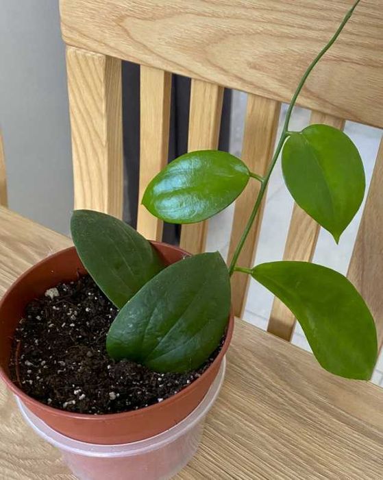 hoya aldrichii christmas Island, roślina ze zdjęcia