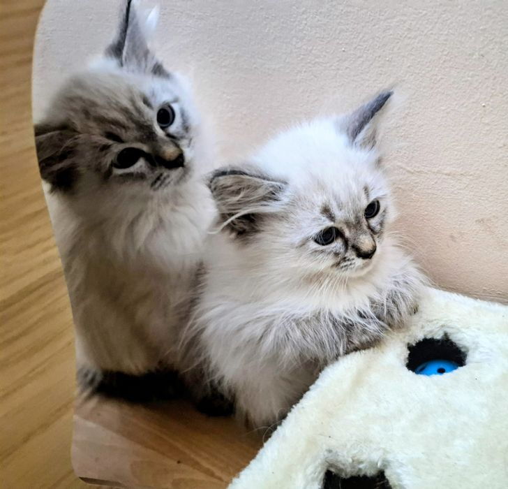 Chłopcy Neva Maesqerade FPL