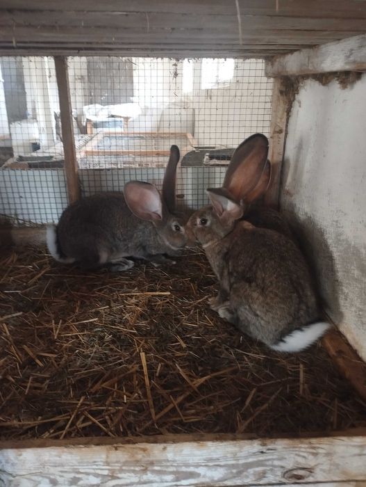 Młody tegoroczny belgijski olbrzym szary