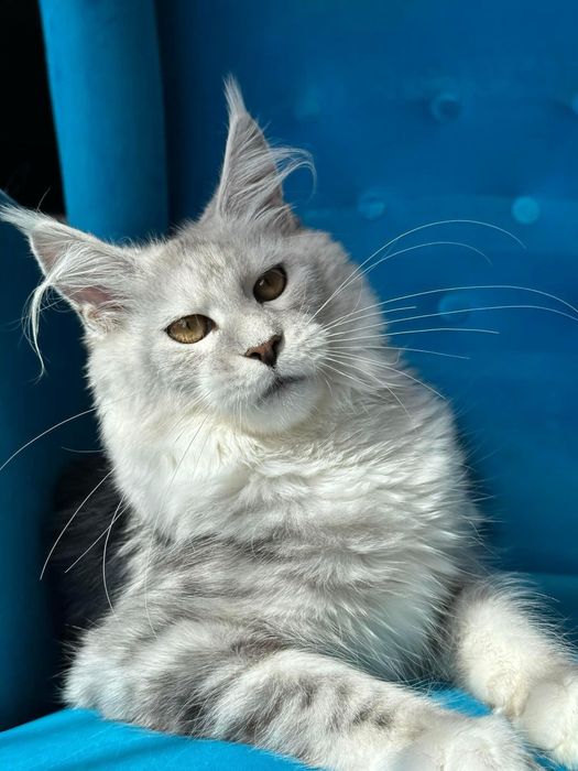 Koteczka Maine Coon w kolorze czarno-białym gotowa do zmiany domku