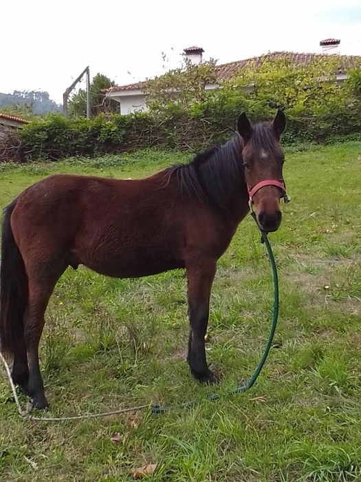 E uma cavalo garano e manso
