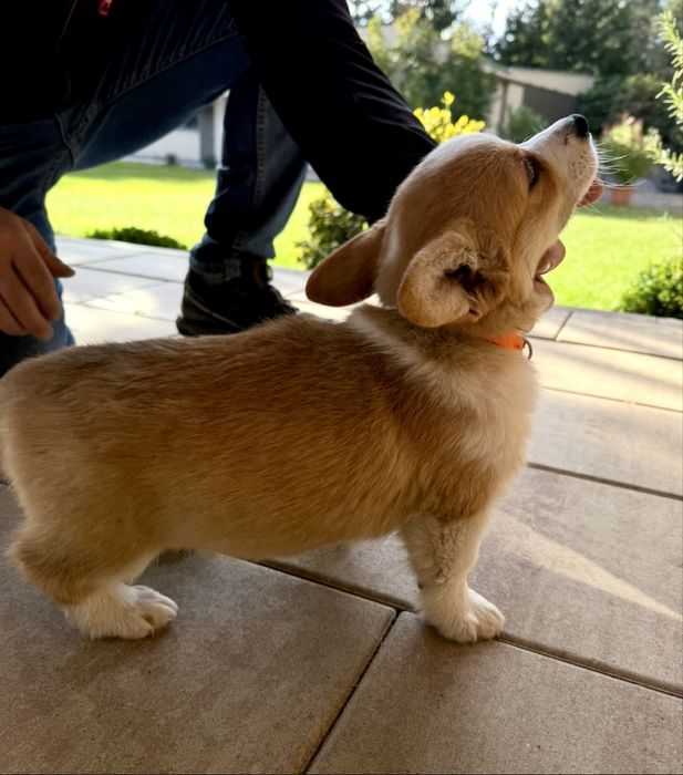 Sunia Welsh Corgi Prmbroke