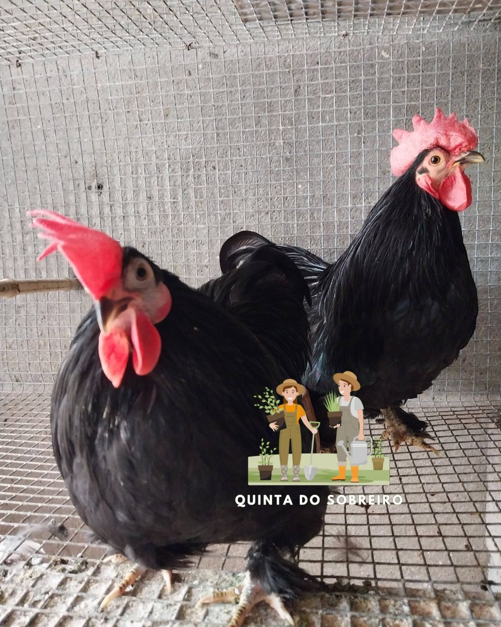 Galos disponível