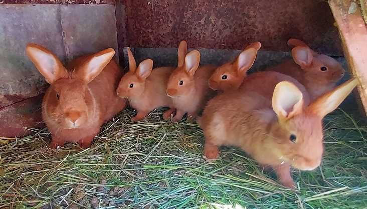 Króliki Burgundzkie i Termondzkie młode