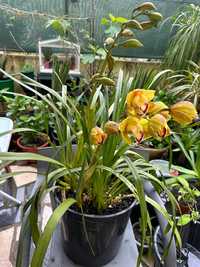 Planta orquídea em vaso grande