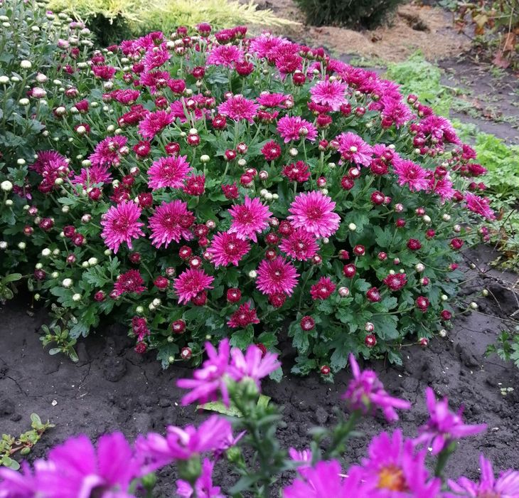 Продам хризантему у горшиках