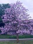 Drzewo tlenowe Paulownia Tomentosa Oxygen Tree