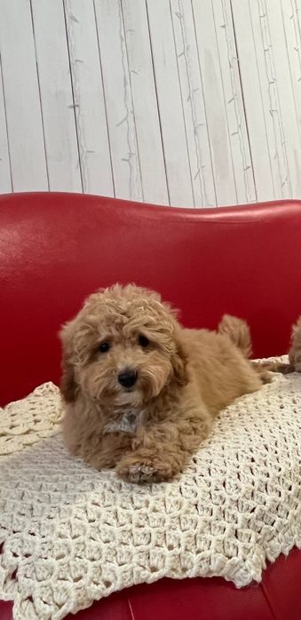 Хлопчик мальтіпуФ1