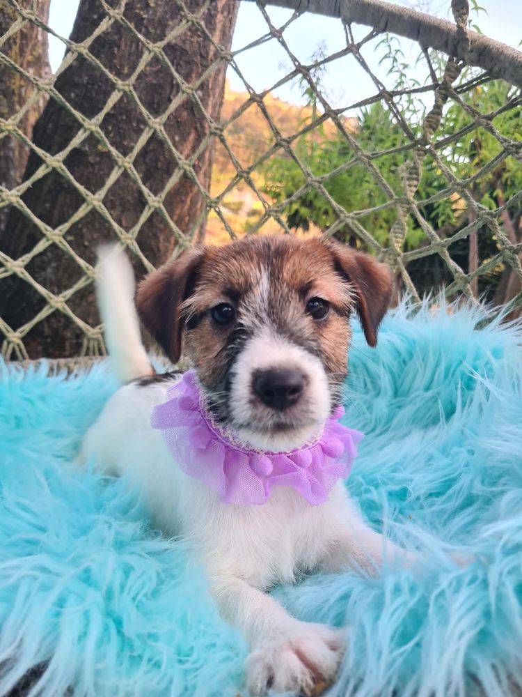 Jack Russel Terrier fêmea