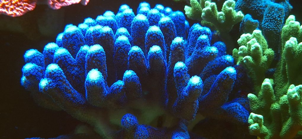 Stylophora pistillata “Milka” Szczepki koralowiec morski