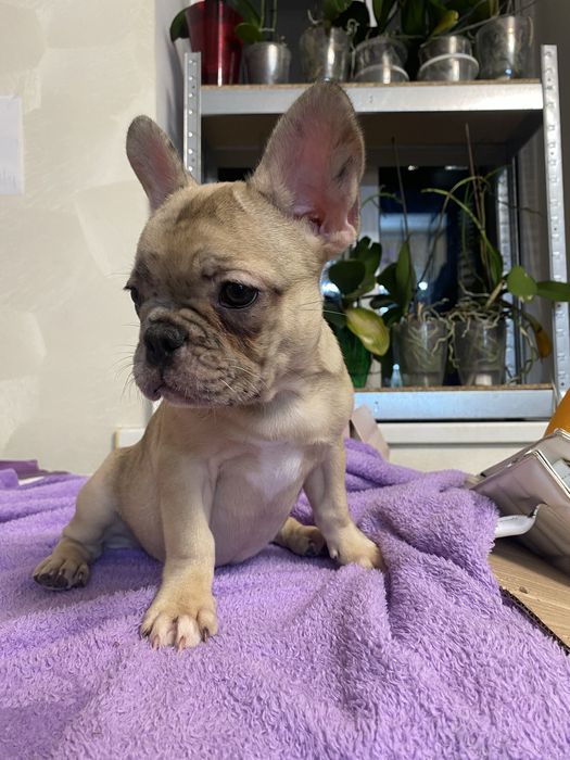 Дівчинка французький бульдог