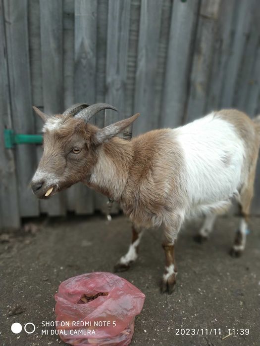 Козочка молоденька